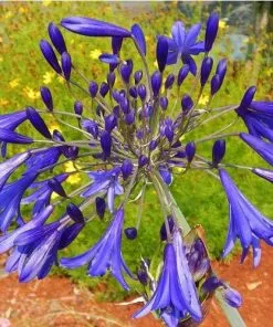 Future Forests Coastal Perennials Agapanthus Umbellatus Blue