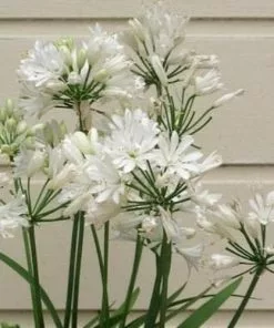 Future Forests Agapanthus Double Diamond More