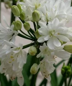 Future Forests Agapanthus Double Diamond More