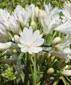 Future Forests Agapanthus Double Diamond More