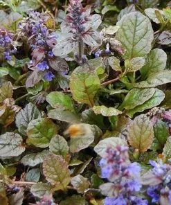 Future Forests More Ajuga Reptans Braunherz
