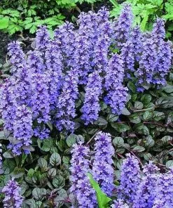 Future Forests More Ajuga Reptans Braunherz