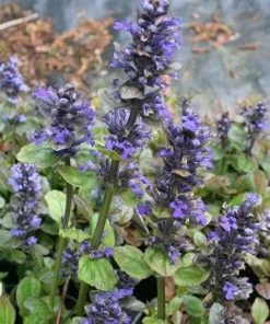Future Forests More Ajuga Reptans Braunherz