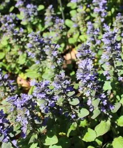 Future Forests Ajuga Reptans Catlin's Giant More