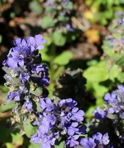 Future Forests Ajuga Reptans Catlin's Giant More 7 Future Forests Ajuga Reptans Catlin's Giant More