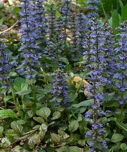 Future Forests Ajuga Reptans Catlin's Giant More 8 Future Forests Ajuga Reptans Catlin's Giant More