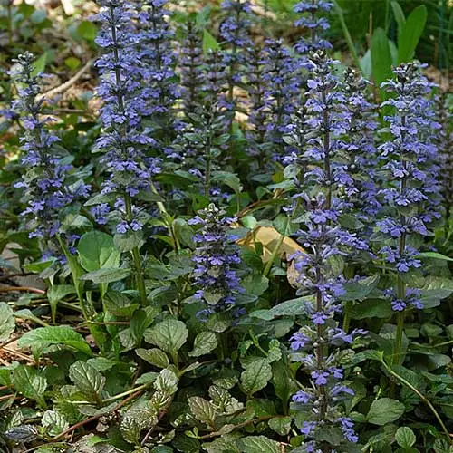 Future Forests Ajuga Reptans Catlin's Giant More 5 Future Forests Ajuga Reptans Catlin's Giant More