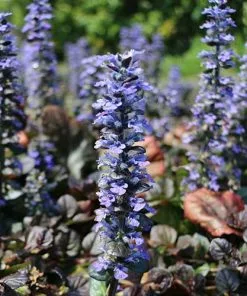 Future Forests Ajuga Reptans Catlin's Giant More 9 Future Forests Ajuga Reptans Catlin's Giant More