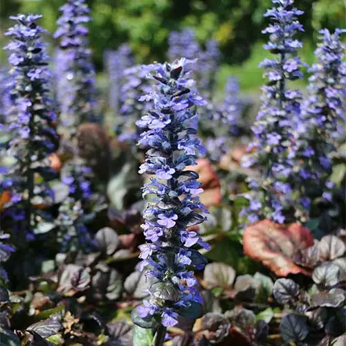 Future Forests Ajuga Reptans Catlin's Giant More 6 Future Forests Ajuga Reptans Catlin's Giant More