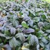 Future Forests Ajuga Reptans Evening Glow