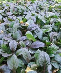 Future Forests Ajuga Reptans Evening Glow