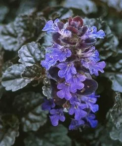 Future Forests Ajuga Reptans Evening Glow