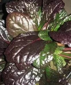 Future Forests Ajuga Reptans Evening Glow