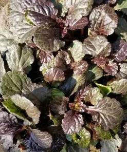 Future Forests Ajuga Reptans Evening Glow