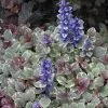 Future Forests Ajuga Reptans Burgundy Glow