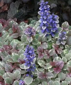 Future Forests Ajuga Reptans Burgundy Glow