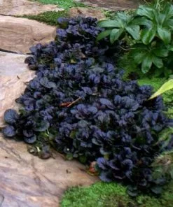 Future Forests Ajuga Reptans Black Scallop