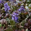 Future Forests Ajuga Reptans Black Scallop