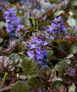 Future Forests Ajuga Reptans Black Scallop