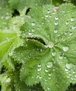 Future Forests Alchemilla Mollis More