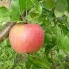 Future Forests Fruit Apple Alkmene