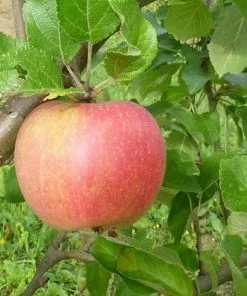 Future Forests Fruit Apple Alkmene