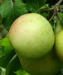 Future Forests Fruit Apple Allington Pippin