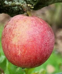 Future Forests Fruit Apple Allington Pippin