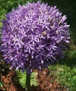 Future Forests Allium Globemaster Bulbs