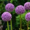 Future Forests Allium Globemaster Bulbs