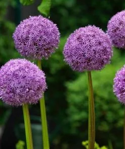 Future Forests Allium Globemaster Bulbs