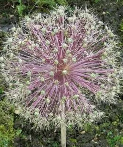 Future Forests Bulbs Allium Christophii