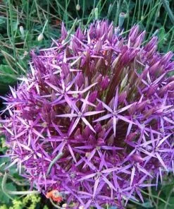 Future Forests Bulbs Allium Christophii