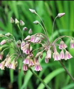 Future Forests Nectaroscordum - Allium Siculum Bulbs