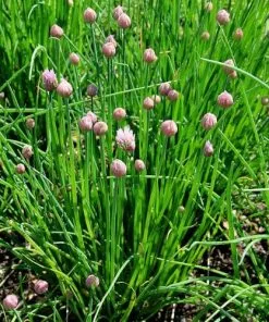 Future Forests Chives Herbs