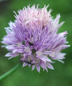 Future Forests Chives Herbs