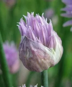 Future Forests Chives Herbs 7 Future Forests Chives Herbs