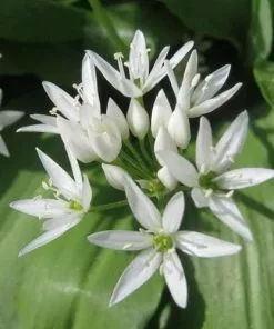 Future Forests Allium Ursinum Herbs