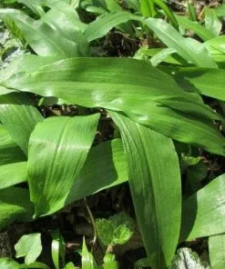 Future Forests Allium Ursinum Herbs