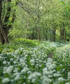 Future Forests Allium Ursinum Herbs 7 Future Forests Allium Ursinum Herbs