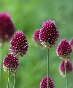 Future Forests Bulbs Allium Sphaerocephalon