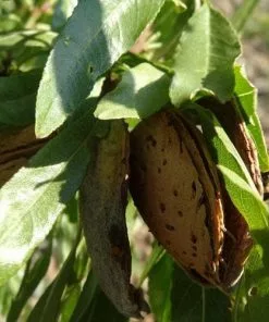 Future Forests Almond - Prunus Dulcis Robijn