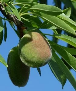 Future Forests Almond - Prunus Dulcis Robijn