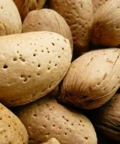 Future Forests Almond - Prunus Dulcis Robijn