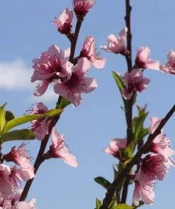 Future Forests Almond - Prunus Dulcis Robijn