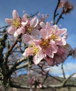 Future Forests Almond - Prunus Dulcis Robijn
