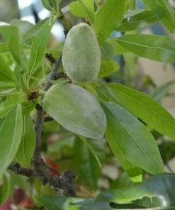 Future Forests Almond - Prunus Dulcis Robijn