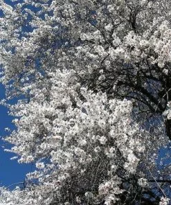 Future Forests Almond - Prunus Dulcis Robijn
