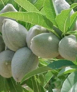 Future Forests Almond - Prunus Dulcis Robijn