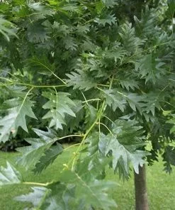 Future Forests Alnus Glutinosa Laciniata 9 Future Forests Alnus Glutinosa Laciniata